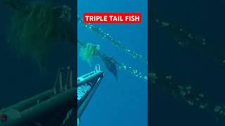 TRIPLE TAIL FISH keacspearfishing fishingactivity maubanquezon spearfishingphilipines [upl. by Zonda]