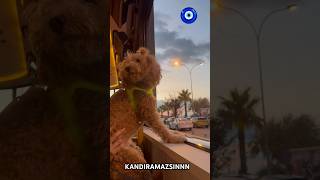 KANDIRAMAZSIN BENİ😂 shorts köpekvideoları günbatımı puppy funny takipet akşamyemeği keşfet [upl. by Birmingham816]