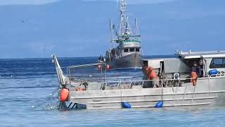 Herring gillnet fishing 2023 on fishing vessel Intangible Asset [upl. by Kerrin]