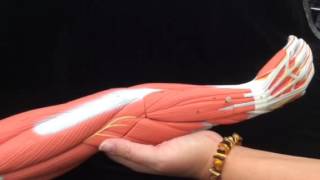 Module 9 Video Exercise 20 Upper Appendicular Skeleton  Hand extensors [upl. by Assirolc]