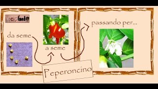 Riciclo della Terra Peperoncino fasi del ciclo vitale di crescita di una pianta di [upl. by Bab714]