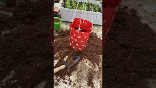 DIY Planters 🪴 Best Out Of Waste 🌻 diy garden planter planterideas youtubeshorts shorts yt [upl. by Etheline]