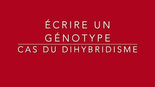 Comment écrire un génotype dans le cas dun dihybridisme [upl. by Ehling134]