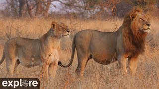 Africam Nkorho Bush Lodge powered by EXPLOREorg [upl. by Annovaj]