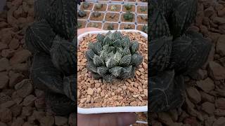 Haworthia Mirrorball TypeT Variegated plants haworthia succulent [upl. by Sapphera]