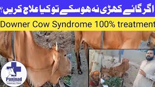 Downer cow Syndrome diagnosis TreatmentVit B DeficiencyDr Awais Rana [upl. by Ocinemod645]