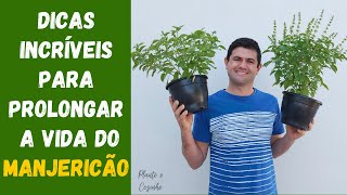 DICAS INCRÍVEIS PARA CUIDAR DO MANJERICÃO NO VASO PLANTIO IRRIGAÇÃO SOL ADUBAÇÃO E COLHEITA Ep73 [upl. by Pudendas54]