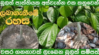 තනි ඉන්නට වසර ගනනාවක් පරිභෝජනය සඳහා සාර්ථක බුලත් රෝපණය bulath ropanaya [upl. by Jud931]