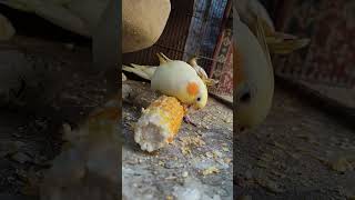 adorable cockatiels feeding chicks🐣 Parrots breeding cockatielsound cuteanimals [upl. by Casie]