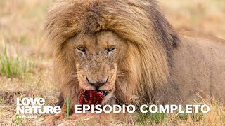 DEPREDADOR vs PRESA en la Sabana Africana 🗺️  Iconos de la Vida Silvestre 🌄 Ep 5  Love Nature 🍃 [upl. by Hubie]