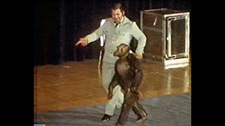 Oliver the enigmatic bipedal chimp featured on Fortean TV [upl. by Airbmat]