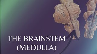 The Brainstem  Medulla  External features of Medulla [upl. by Sane]