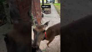 The beautiful act of two men trying to rescue a poor deer from a busy street deer babydeer short [upl. by Boothe]