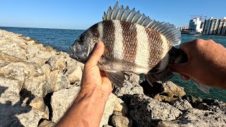 Fishing for Massive Sheepshead in the JETTY [upl. by Sadye]