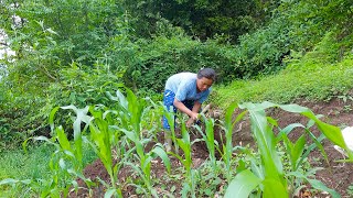 sarmila weeding maize farm  village life of Nepal bhumicooking [upl. by Kremer]