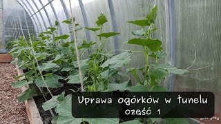 Uprawa ogórków w tunelu  część 1 [upl. by Dian]