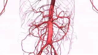 What is an Abdominal Aortic Aneurysm AAA [upl. by Alfons]