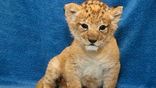 Real Life Simba Cub [upl. by Aiseneg]