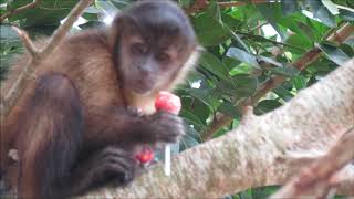 Macaco comendo bombom [upl. by Neetsyrk]