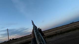 2023 Dove Hunt [upl. by Chappell]