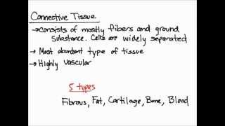 Connective Tissue Overview and Function [upl. by Aitsirk808]