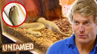 Deadly Death Adder Has Become Massively Swollen 🐍  Bondi Vet Clip  Untamed [upl. by Derk]