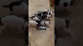 German Shorthaired Pointer Puppies For Sale in Litchfield Park [upl. by Lombardi]