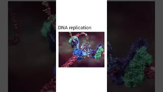 DNA Replication Process health facts viralvideo viralshorts dna fypシ゚viral healthtips shorts [upl. by Eisen38]