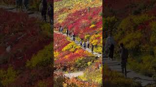 Autumn is coming to Mount Rainier [upl. by Haneen553]