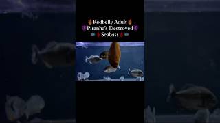 Redbelly piranhas feeding [upl. by Weinstock]