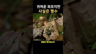 고양이같지만 맹수인 서벌 [upl. by Nij]