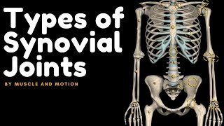 Types of Synovial Joints [upl. by Purity]