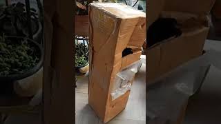 Finally Fuchsia Magellanica arrived l Unboxing video [upl. by Sev]