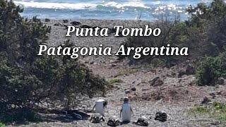 Punta Tombo Chubut Argentina recorrida por la pinguinera [upl. by Amity]