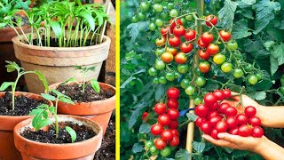 Cara menanam tomat di POT  mudah dan Praktis  Growing Tomatoes in Containers [upl. by Hgielime]