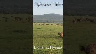 Lion vs Hyenas  Fighting [upl. by Junko]