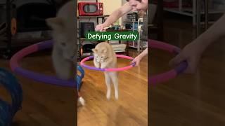 I’m always defying gravity wicked defyinggravity cynthiaerivo elphaba catsoftiktok cattricks [upl. by Bette-Ann]