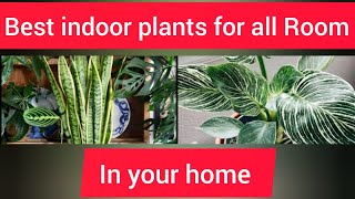 Best indoor plants [upl. by Iggep340]