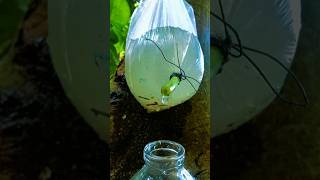 Make clear water in plastic camping bushcraft survival outdoors skills survivalbogura [upl. by Averil]