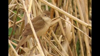 1383 Cvrčilka slavíková Savis Warbler Zpěv Rohrschwirl Snor  Locustelle luscinioïde [upl. by Ecnerual]