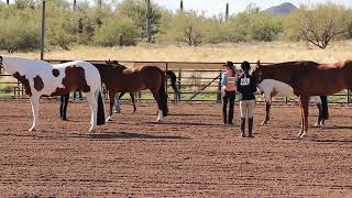 Class 3  Halter GeldingsStallions  Scottsdale Saddle Club  February Horse Show [upl. by Mohammed]