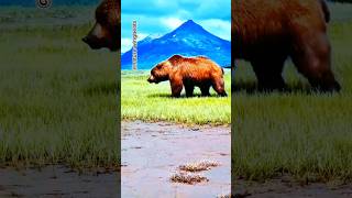 The bear sniffing its way forward in the forest shorts bear anime trending shortvideo [upl. by Rintoul]