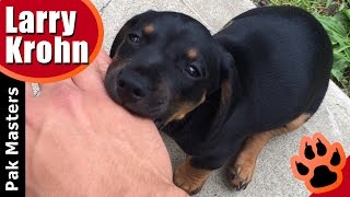 How to stop puppy biting especially Rottweiler puppies [upl. by Aleakcim244]