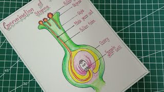 How to draw Germination of pollen on stigma  Labeled diagram of pollen grain germination on stigma [upl. by Annawik]