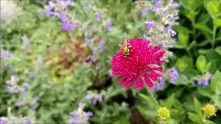 Bicoloured Agapostemon on Knautia macedonica [upl. by Kurland]