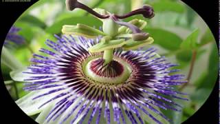 Passiflore bleue  Passiflora caerulea  Fleur de la Passion [upl. by Kavanaugh]