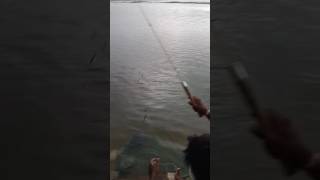 Poondi dam fishing fish fishhunting fishcutting [upl. by Levins366]