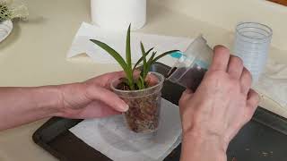 Unboxing Tolumnia Orchids  Watch Me Repot a Tolumnia in Moss [upl. by Staal]