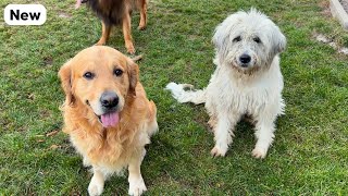 Golden Retriever Falls In Love With A Farm Dog [upl. by Lourie792]