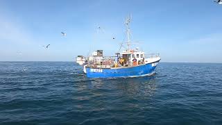 Portland Isle Weymouth Whelk fishing [upl. by Marc361]